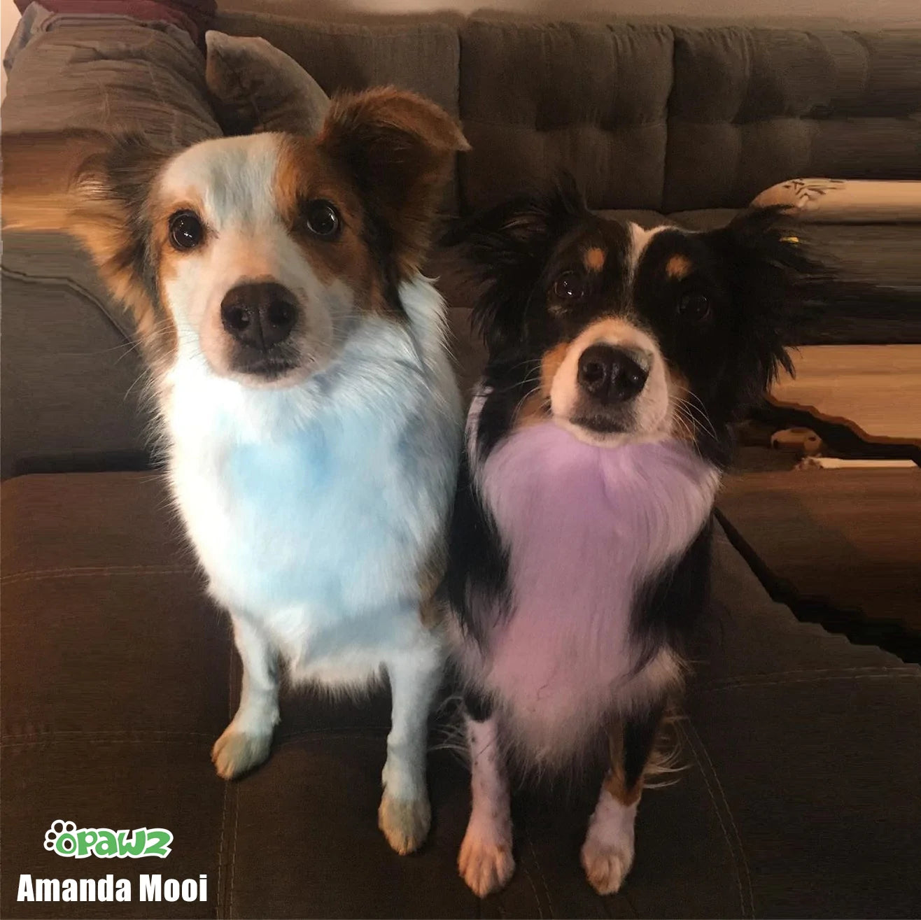 opawzpetcolorshampoofordog_cat_birdandpig_50f01f16-879c-4242-b78e-792f433fe5e7_1316x