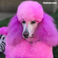 safe_dye_for_dogs_opawz_charm_pink_dog_hair_color_1536x